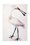 Spoonbill, 1777-Sarah Stone-Stretched Canvas