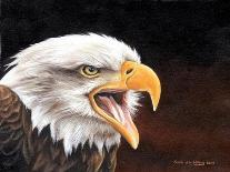Bald Eagle-Sarah Stribbling-Art Print
