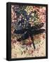 Essential Black