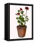 Canvas Black