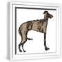 White Frame