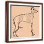 Brown Frame
