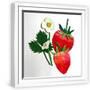 White Frame