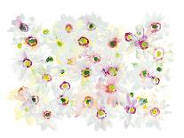 Floral Fantasy-Sarah Von Dreele-Giclee Print