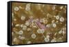 Sarasvati Anemone Shrimp Full of Eggs-Hal Beral-Framed Stretched Canvas