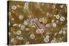 Sarasvati Anemone Shrimp Full of Eggs-Hal Beral-Stretched Canvas