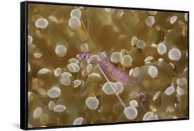 Sarasvati Anemone Shrimp Full of Eggs-Hal Beral-Framed Stretched Canvas