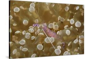 Sarasvati Anemone Shrimp Full of Eggs-Hal Beral-Stretched Canvas