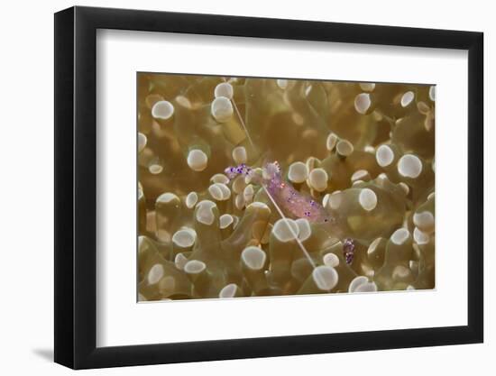 Sarasvati Anemone Shrimp Full of Eggs-Hal Beral-Framed Photographic Print