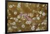 Sarasvati Anemone Shrimp Full of Eggs-Hal Beral-Framed Photographic Print