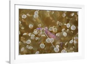 Sarasvati Anemone Shrimp Full of Eggs-Hal Beral-Framed Photographic Print