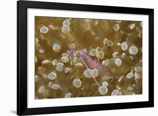 Sarasvati Anemone Shrimp Full of Eggs-Hal Beral-Framed Photographic Print