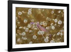 Sarasvati Anemone Shrimp Full of Eggs-Hal Beral-Framed Photographic Print