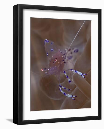 Sarasvati Anemone Shrimp in Anemone, Gorontalo, Sulawesi, Indonesia-null-Framed Premium Photographic Print