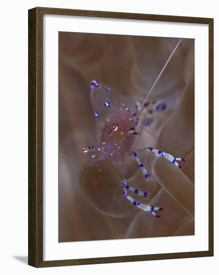 Sarasvati Anemone Shrimp in Anemone, Gorontalo, Sulawesi, Indonesia-null-Framed Photographic Print