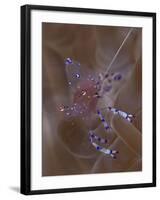 Sarasvati Anemone Shrimp in Anemone, Gorontalo, Sulawesi, Indonesia-null-Framed Photographic Print