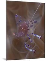 Sarasvati Anemone Shrimp in Anemone, Gorontalo, Sulawesi, Indonesia-null-Mounted Photographic Print