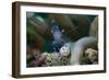 Sarasvati Anemone Shrimp, Sulawesi, Indonesia-null-Framed Photographic Print