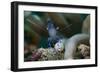 Sarasvati Anemone Shrimp, Sulawesi, Indonesia-null-Framed Photographic Print