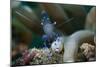 Sarasvati Anemone Shrimp, Sulawesi, Indonesia-null-Mounted Photographic Print