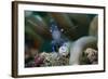 Sarasvati Anemone Shrimp, Sulawesi, Indonesia-null-Framed Photographic Print