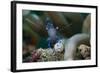 Sarasvati Anemone Shrimp, Sulawesi, Indonesia-null-Framed Photographic Print