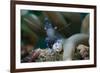 Sarasvati Anemone Shrimp, Sulawesi, Indonesia-null-Framed Photographic Print