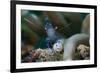 Sarasvati Anemone Shrimp, Sulawesi, Indonesia-null-Framed Photographic Print