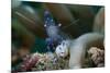 Sarasvati Anemone Shrimp, Sulawesi, Indonesia-null-Mounted Photographic Print