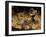 Sarawak Headhunter's Skulls-null-Framed Giclee Print