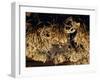 Sarawak Headhunter's Skulls-null-Framed Giclee Print