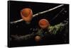 Sarcoscypha Coccinea (Scarlet Elf Cup, Scarlet Elf Cap, Scarlet Cup, Ruby Elfcup)-Paul Starosta-Framed Stretched Canvas