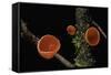 Sarcoscypha Coccinea (Scarlet Elf Cup, Scarlet Elf Cap, Scarlet Cup, Ruby Elfcup)-Paul Starosta-Framed Stretched Canvas
