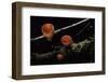 Sarcoscypha Coccinea (Scarlet Elf Cup, Scarlet Elf Cap, Scarlet Cup, Ruby Elfcup)-Paul Starosta-Framed Photographic Print