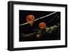 Sarcoscypha Coccinea (Scarlet Elf Cup, Scarlet Elf Cap, Scarlet Cup, Ruby Elfcup)-Paul Starosta-Framed Photographic Print