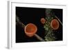 Sarcoscypha Coccinea (Scarlet Elf Cup, Scarlet Elf Cap, Scarlet Cup, Ruby Elfcup)-Paul Starosta-Framed Photographic Print