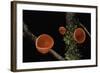 Sarcoscypha Coccinea (Scarlet Elf Cup, Scarlet Elf Cap, Scarlet Cup, Ruby Elfcup)-Paul Starosta-Framed Photographic Print