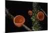 Sarcoscypha Coccinea (Scarlet Elf Cup, Scarlet Elf Cap, Scarlet Cup, Ruby Elfcup)-Paul Starosta-Mounted Photographic Print