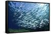 Sardine School in the Red Sea-Rich Carey-Framed Stretched Canvas