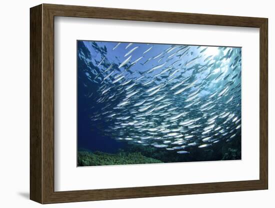 Sardine School in the Red Sea-Rich Carey-Framed Photographic Print