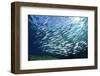 Sardine School in the Red Sea-Rich Carey-Framed Photographic Print