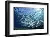 Sardine School in the Red Sea-Rich Carey-Framed Photographic Print