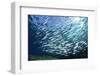 Sardine School in the Red Sea-Rich Carey-Framed Photographic Print