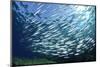 Sardine School in the Red Sea-Rich Carey-Mounted Photographic Print