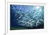 Sardine School in the Red Sea-Rich Carey-Framed Photographic Print