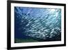 Sardine School in the Red Sea-Rich Carey-Framed Photographic Print