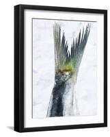 Sardine Tail Fin-Jürgen Holz-Framed Photographic Print