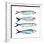 Sardine Team I-Annie Warren-Framed Art Print