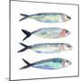 Sardine Team I-Annie Warren-Mounted Art Print