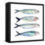 Sardine Team I-Annie Warren-Framed Stretched Canvas